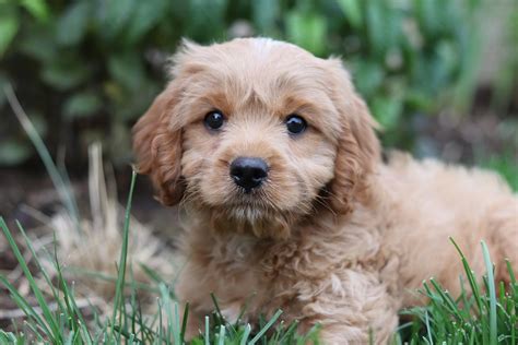 Cavapoo